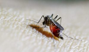 WHO Umumkan Kenaikan Kasus Chikungunya Global: Tantangan Baru di 40 Negara